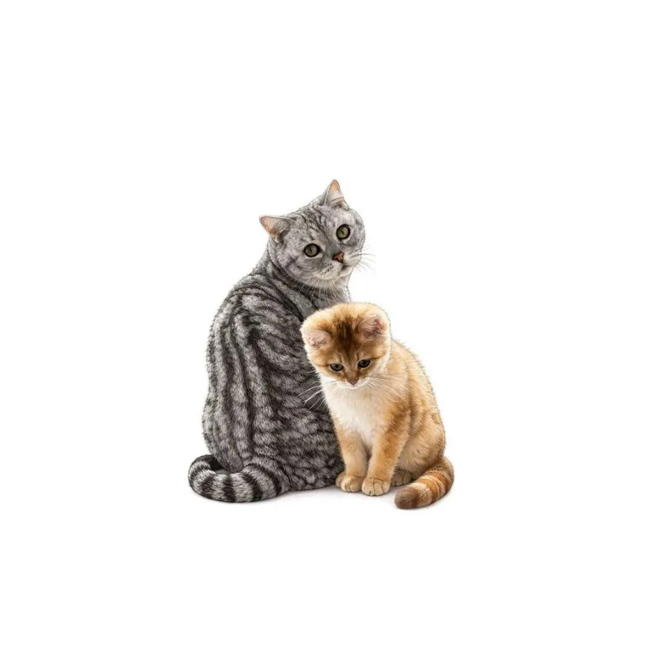 흰 배경에 놓인 회색 줄무늬 고양이와 주황빛 아기 고양이 두 마리 이미지. 시술 사진이 아니라 같은 구성의 고양이 그림 이미지